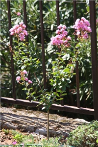 e4b18d41-IMG_7590 Lagerstroemia indica.jpg